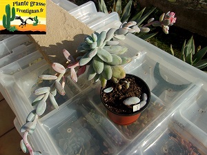 Pachyphytum cuicatecanum