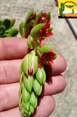 Pachyphytum fittkaui