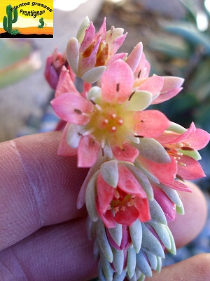 Pachyphytum glutinicaule