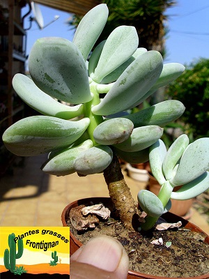 Pachyphytum glutinicaule