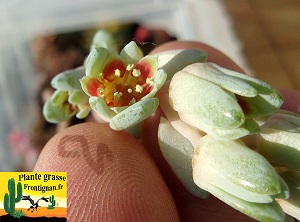 Pachyphytum machucae