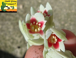 Pachyphytum oviferum