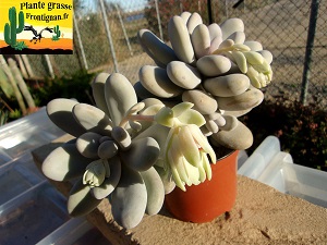 Pachyphytum oviferum