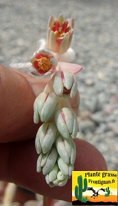 Pachyphytum rzedowskii