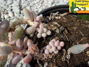 Pachyphytum rzedowskii