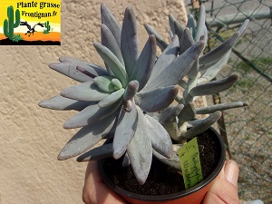 Pachyphytum werdermannii