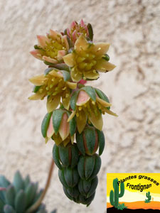 Pachysedum Frontignan