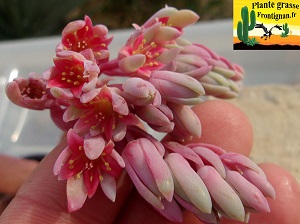 Pachysedum Ganzhou