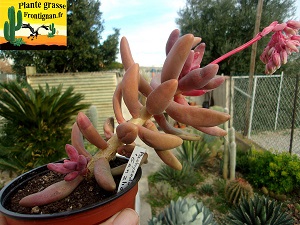 Pachysedum Ganzhou