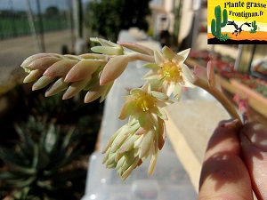 Pachysedum Oscar