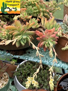 Pachysedum Oscar