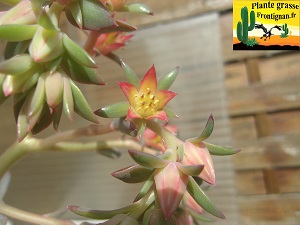 Pachyveria Artifice