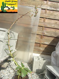 Pachyveria Artifice