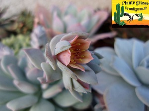 Pachyveria Calypso