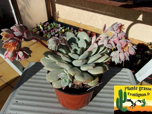 Pachyveria Calypso