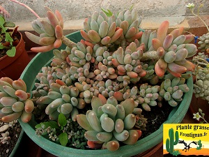 Pachyveria Coco