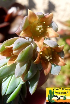 plante grasse fleurs oranges