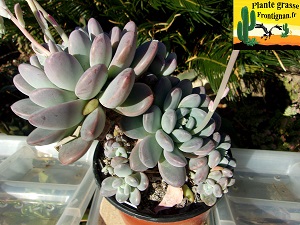 Pachyveria Muelleri