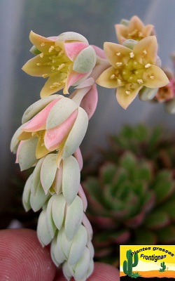 Pachyveria Muelleri