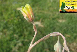 Pachyveria Pch