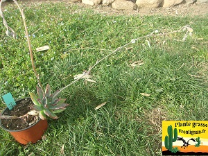 Pachyveria Pch