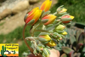 Pachyveria Pour la Vie