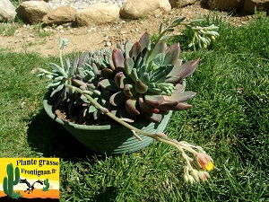Pachyveria Pour la Vie