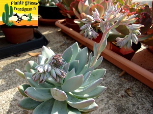 Pachyveria Powder Puff