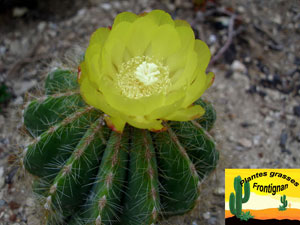 Parodia magnifica