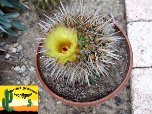 Parodia mammulosa ssp submammulosa