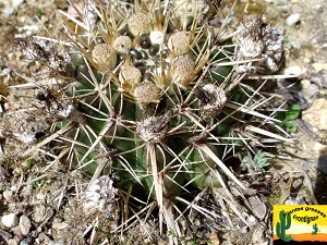 Parodia mammulosa ssp submammulosa