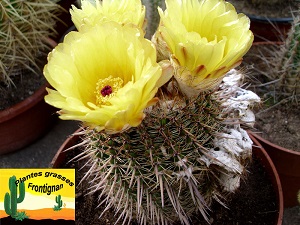 Parodia mammulosa