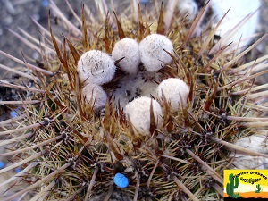 Parodia mammulosa