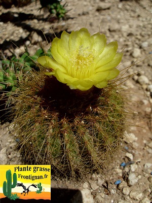 Fleur jaune Parodia warasii