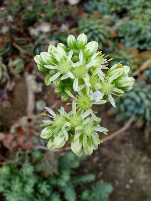 Petrosedum