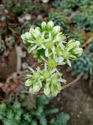 Petrosedum