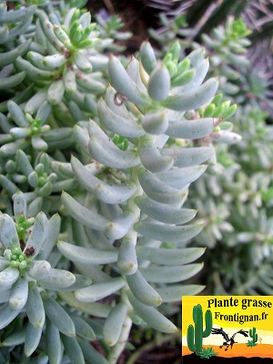 Petrosedum