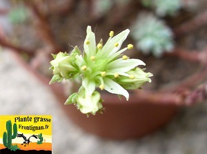 Petrosedum ochroleucum