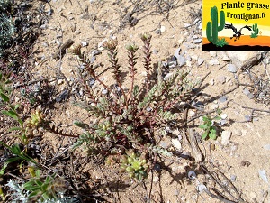 Petrosedum ochroleucum