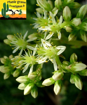 Petrosedum sediforme