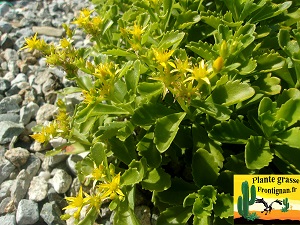 Phedimus ellacombeanus