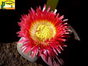 Pleiospilos nelii Royal Flush