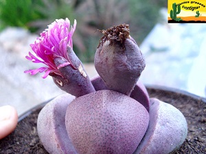 Pleiospilos nelii Royal Flush