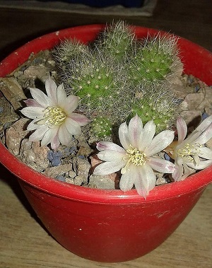 Rebutia Sunrise