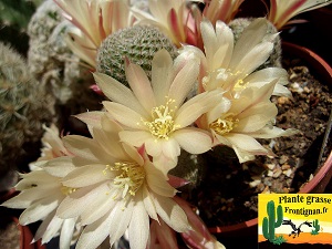 Rebutia Sunrise