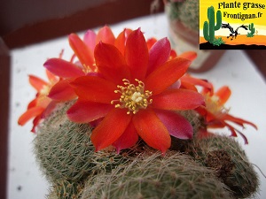 Rebutia heliosa var condorensis