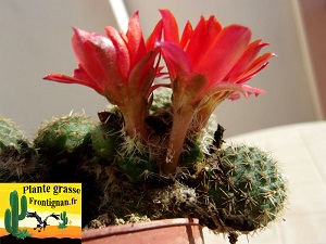 Rebutia heliosa var condorensis