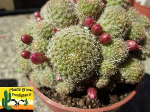 Rebutia perplexa