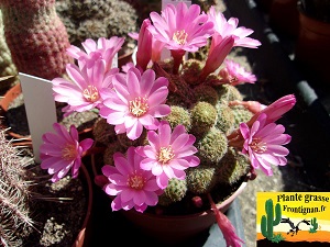 Rebutia perplexa