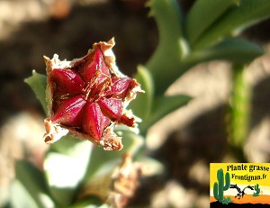 Ruschia uncinata